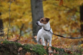 IMG 4583
